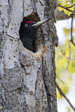 Image. Black Woodpecker