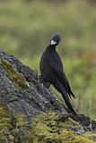 Image. Black Woodpecker