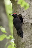 Image. Black Woodpecker
