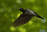 Image. Black Woodpecker