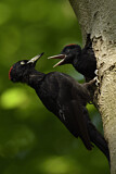 Image. Black Woodpecker