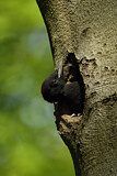 Image. Black Woodpecker