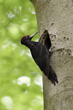Image. Black Woodpecker
