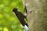 Image. Black Woodpecker