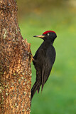 Image. Black Woodpecker
