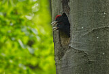 Image. Black Woodpecker