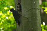 Image. Black Woodpecker