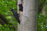 Image. Black Woodpecker