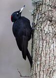 Image. Black Woodpecker