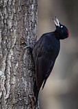 Image. Black Woodpecker