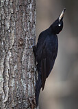 Image. Black Woodpecker