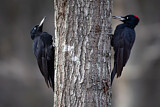 Image. Black Woodpecker