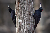 Image. Black Woodpecker