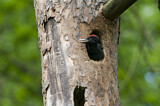 Image. Black Woodpecker