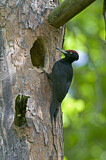 Image. Black Woodpecker