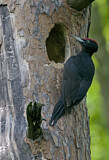 Image. Black Woodpecker