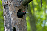 Image. Black Woodpecker