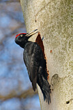 Image. Black Woodpecker