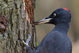Image. Black Woodpecker