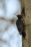Image. Black Woodpecker