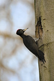 Image. Black Woodpecker