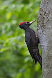 Image. Black Woodpecker