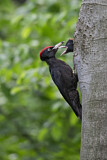 Image. Black Woodpecker