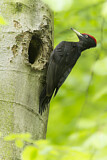 Image. Black Woodpecker
