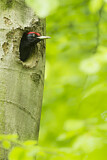 Image. Black Woodpecker