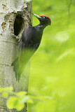 Image. Black Woodpecker