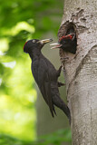 Image. Black Woodpecker