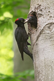 Image. Black Woodpecker