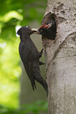 Image. Black Woodpecker