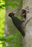 Image. Black Woodpecker