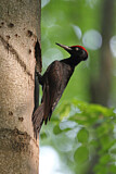 Image. Black Woodpecker