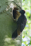 Image. Black Woodpecker
