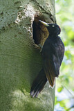 Image. Black Woodpecker