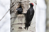 Image. Black Woodpecker
