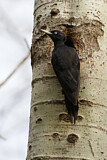 Image. Black Woodpecker