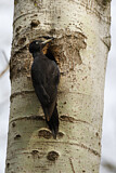 Image. Black Woodpecker