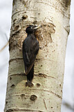 Image. Black Woodpecker