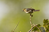 Image. Black-and-White Seedeater