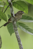 Image. Black-and-White Seedeater
