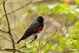 Image. Black-and-crimson Oriole