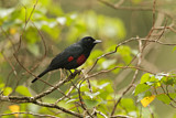 Image. Black-and-crimson Oriole