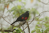 Image. Black-and-crimson Oriole