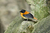 Image. Black-and-orange Flycatcher