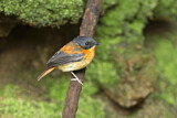 Image. Black-and-orange Flycatcher
