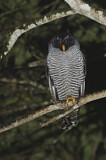 Image. Black-and-white Owl