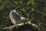 Image. Black-and-white Owl